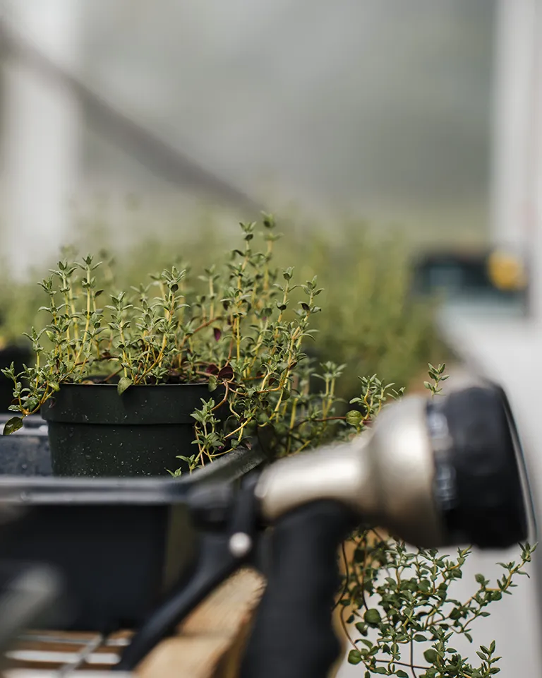 Watering Plants