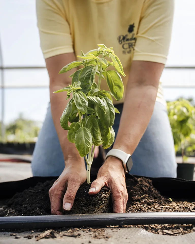 Planting rhubarb