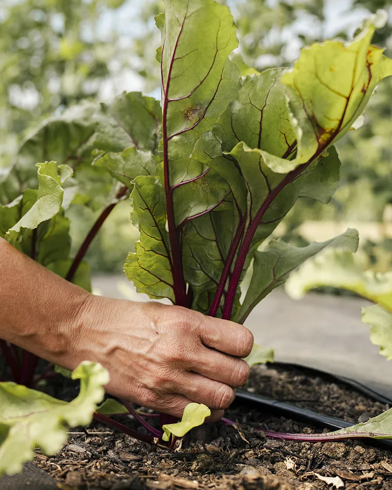 Picking Rhubarb