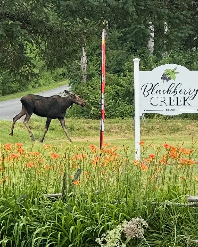Moose