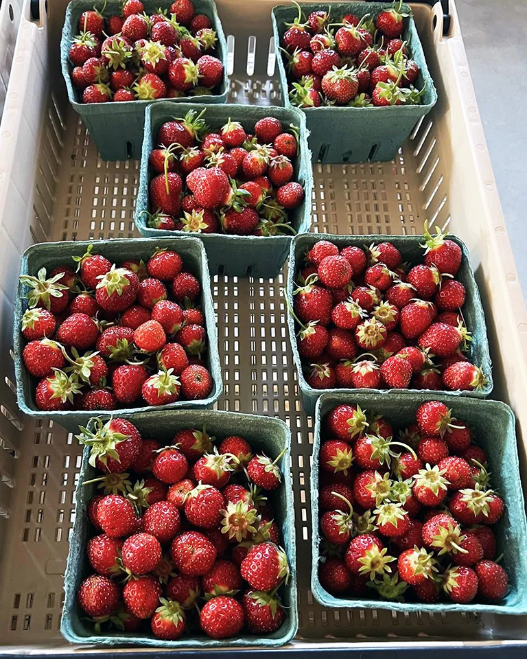 Blackberry Creek - Some of our Produce