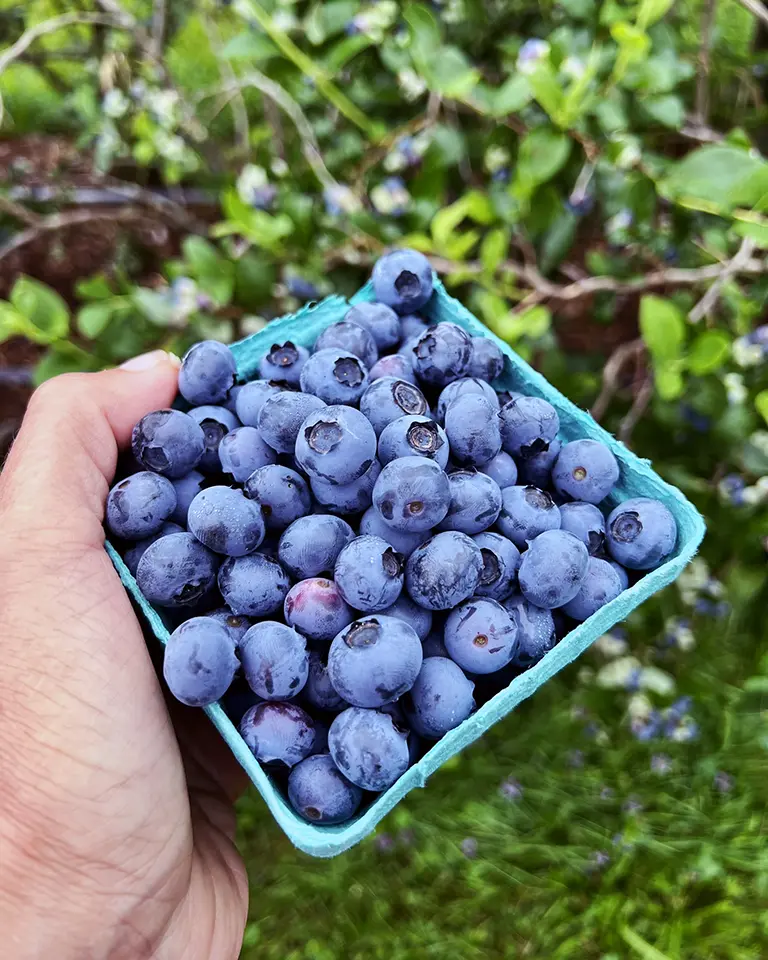 Blackberry Creek - Some of our Produce